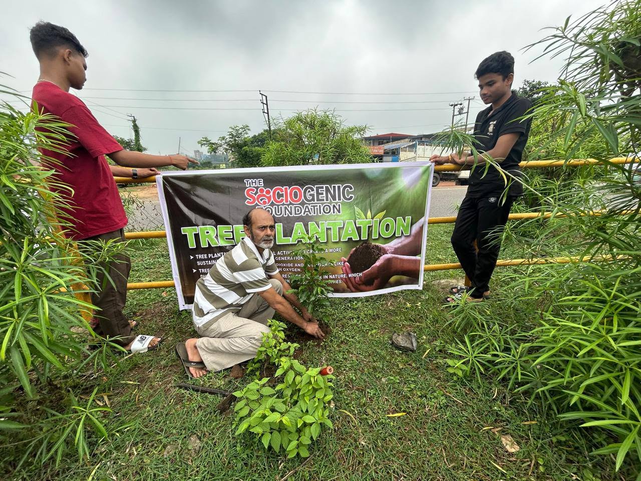Tree Plantation